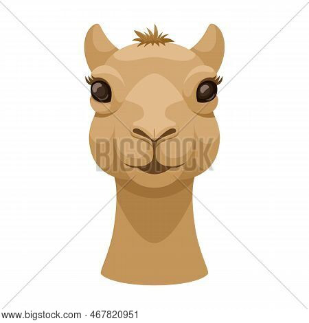 Camel Face Front View. Camel Head Isolated On White Background