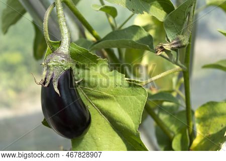 Aubergine Eggplant Plants In Farming. Ripe Eggplant Growing On A Bush. Agricultural Greenhouse With 