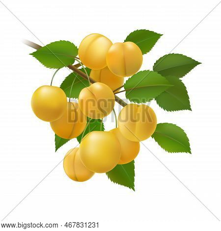 Yellow Plums Bunch. Myrobalan Cherry Plum Branch Isolated On White, Ripe Juicy Jaundiced Fruits And 