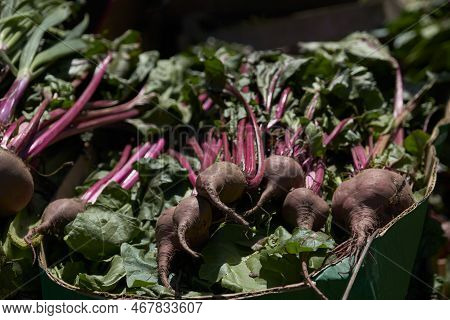 Pile Of Fresh Agroecological Organic Beets With Leaves From A Sustainable And Healthy Farming System