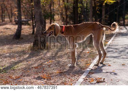 Tazy. Central Asian Greyhound Walking In Autumn.