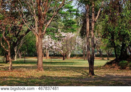 Wild Himalayan Sour Cherry Blossom Or Prunus Cerasoides Flower In Prasat Muang Tam Stone Sanctuary F