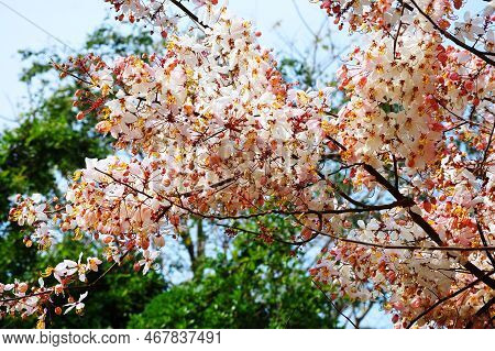 Wild Himalayan Sour Cherry Blossom Or Prunus Cerasoides Flower In Prasat Muang Tam Stone Sanctuary F