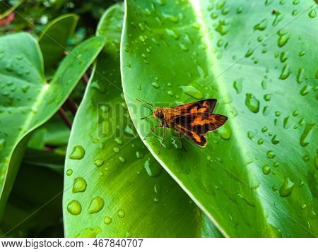 Potanthus Flavus Is A Kind Of Butterfly That Belongs To The Order Lepidoptera (lepidoptera) Heserich