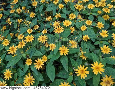 Beautiful Yellow Zinnia Profusion Flowers Are Blooming In The Morning
