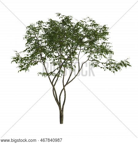 3d Illustration Of Amelanchier Tree Isolated On White Background