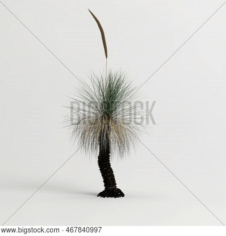 3d Illustration Of Xanthorrhoea Arborea Tree Isolated On White Background