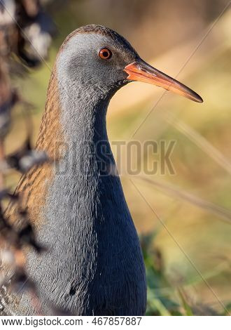 Water Rail, Rallus Aquaticus. A Bird Has Entered The Riverbank, Close-up