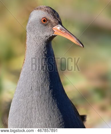 Water Rail, Rallus Aquaticus. A Bird Has Entered The Riverbank, Close-up