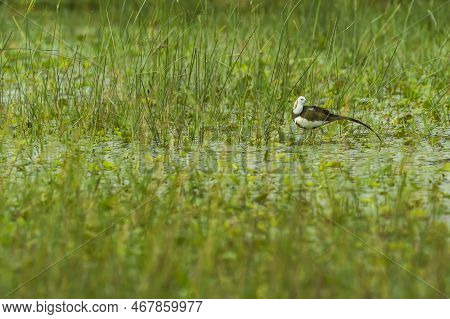 Pheasant Tailed Jacana Or Hydrophasianus Chirurgus In Natural Green Background At Wetland Of Keolade