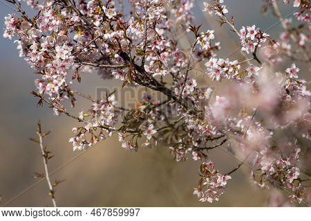 Russet Sparrow Or Passer Rutilans Or Cinnamon Tree Sparrow Perched On Pink Flower Of Prunus Cerasoid