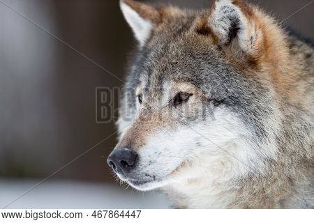 Closeup Of Brown Canis Lupus Wolf Looking Away