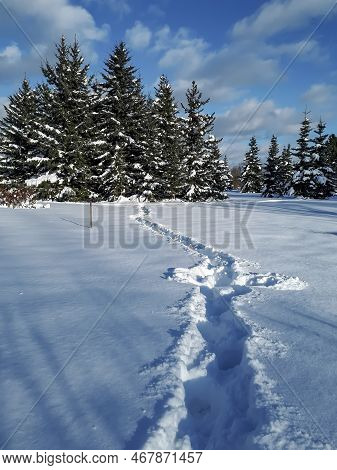 View Of Ground Covered With White Snow And Tracks Of A Person In Very Deep Snow And Big Trees Covere