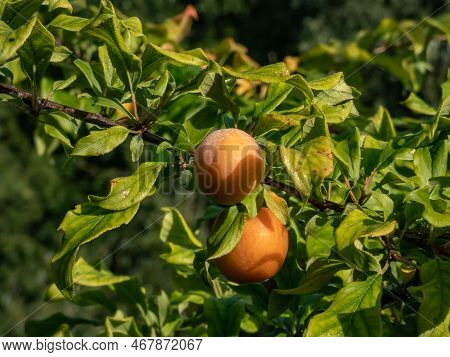 Close-up Shot Of Big, Ripe, Bright Orange Plum (prunus) On The Branches Of The Plum Tree Surrounded 