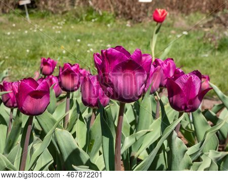 Triumph Tulip Negrita Blooming With Large Purple Tulip Veined With Beetroot Purple Flowers In The Ga