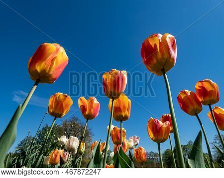 Close-up Shot Of A Flowerbed With Blooming Orange And Red Bicolor Tulips With Bright Blue Sky In Bac