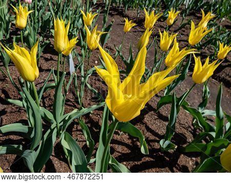 Large Conspicuous Lily-flowered Tulip 'west Point' Flowering With Elegant Yellow Flowers With Long, 