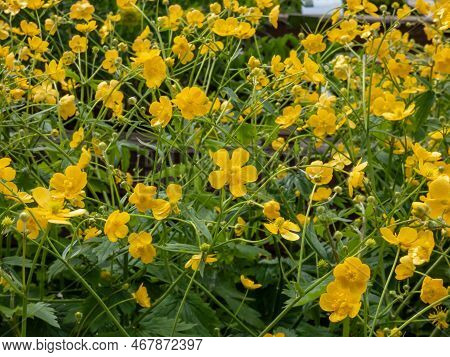 Macro Of Golden Yellow Flower Of Woolly Buttercup (ranunculus Lanuginosus) With Five Glossy Petals A