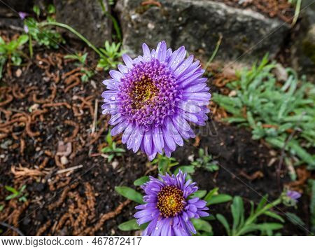 Close Up Shot Of The Alpin Aster Or Blue Alpine Daisy (aster Alpinus) Flowering With Large Daisy-lik