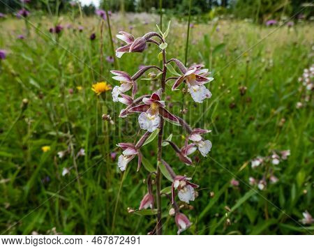 The Marsh Helleborine (epipactis Palustris) Flowering With The Flowers With Sepals That Are Coloured