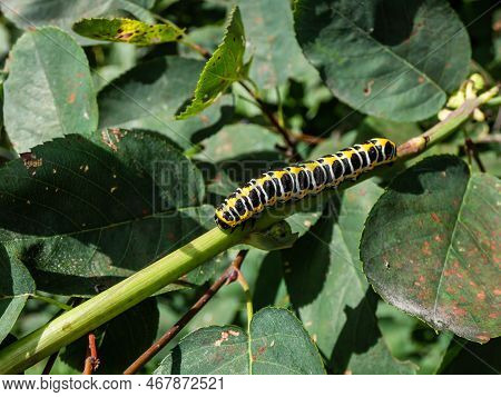 Macro Of The Yellow Form Of The Caterpillar Of The Lettuce Shark Moth (cucullia Lactucae) With Black
