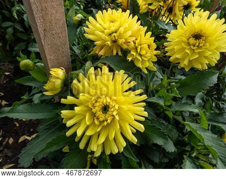 Dahlia 'soleil Soleil' Blooming With Bright Yellow Flowers In The Garden In Autumn