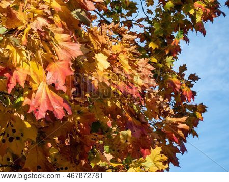 View Of Branches Of Big Maple Tree Full With Leaves Changing Colours From Green To Yellow, Orange An