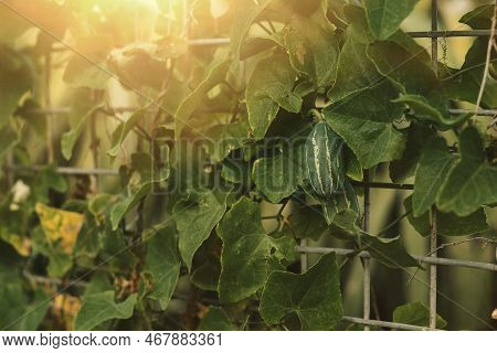 Grow In Natural Environment Mexican Sour Gherkin Melothria Scabra, Mouse Melon-cucumber Hybrid, A Sw
