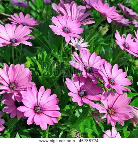 Fond clair de belles fleurs mauves et l'herbe verte