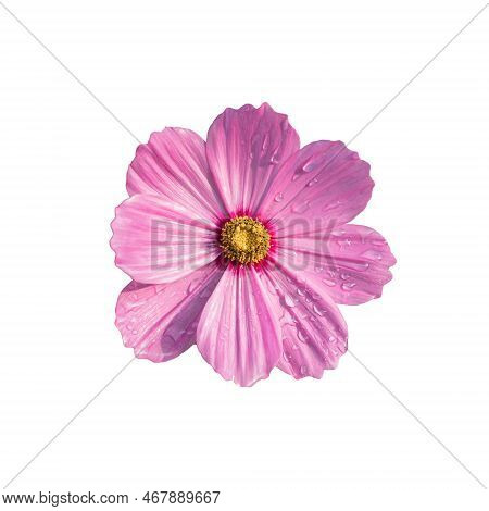 Pink Cosmos Bipinnatus Flowers Isolated On White Background. Ornamental Garden Plant Cosmos Bipinnat