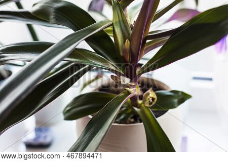 Tradescantia Spathacea. Green-purple Houseplant Rhoeo With Small White Flower In Moses Boat In Ceram