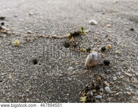 An Animal That Lives In The Sand By The Beach Is Called By The Local Community Umang Umang (in Malay