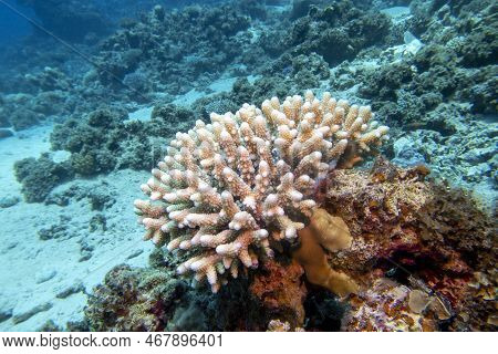 Colorful Coral Reef With Acropora Coral (scleractinia) At Sandy Bottom Of Tropical Sea, Underwater L