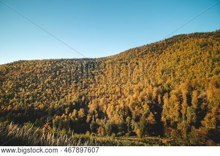Orange And Yellow Warm Sun Illuminates The Orange-red Forest. Domasinsky Meander, Zilinsky Region, S