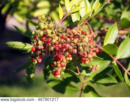 Pink Brazilian Pepper, A Branch Of A Brazilian Pepper Tree (schinus Terebinthifolia). Selective Focu