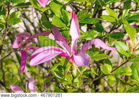 Bright Pink Magnolia Susan Liliiflora Flowers With Green Leaves In The Garden In Spring.