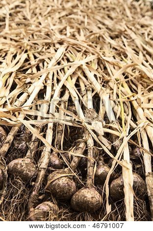 Bollen voor het drogen van organische knoflook