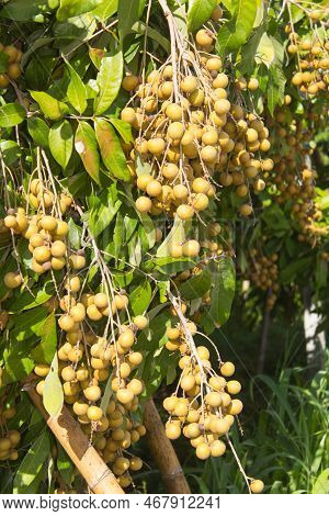 Fresh Fruits Longan In Garden Thailand Asia