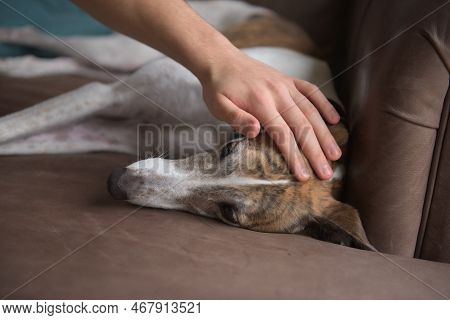 Owner Strokes And Pets White Brindle Greyhound Dog As She Relaxes, Lying On Her Side On Soft Brown L