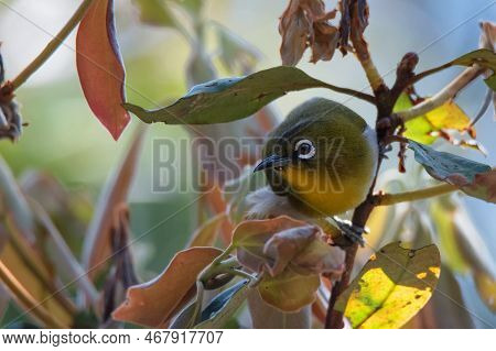 Sri Lankan White-eye Or Zosterops Ceylonensis An Endemic Species Of Sri Lanka.