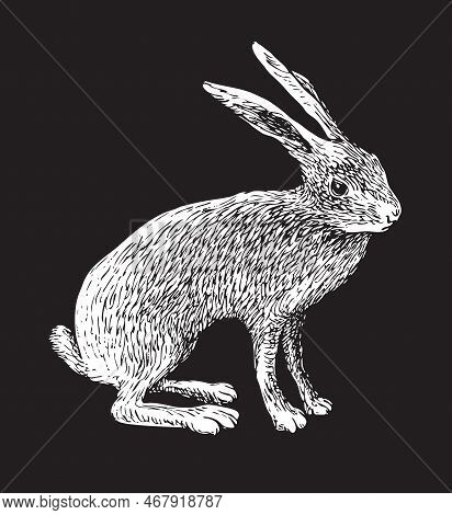 Vector Realistic Drawing Sketch Wild A Hare Tolai