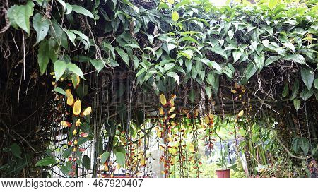 Yellow And Red Indian Clock Vine Or Thunbergia Mysorensis Or Clock Vine Flower Dangling Down And The