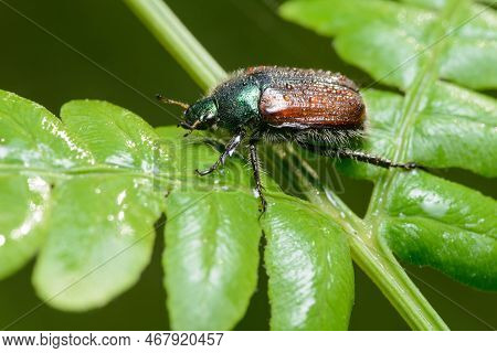 Garden Chafer (phyllopertha Horticola) Small Brown Hairy Beetle On A Leaf