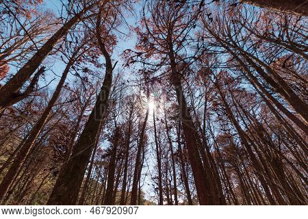 Beautifful View Of Red Pine Trees In Campos Do Jordao