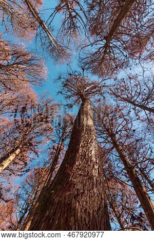 Beautifful View Of Red Pine Trees In Campos Do Jordao