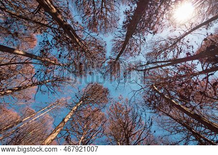 Beautifful View Of Red Pine Trees In Campos Do Jordao
