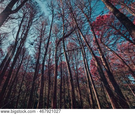 Beautifful View Of Red Pine Trees In Campos Do Jordao