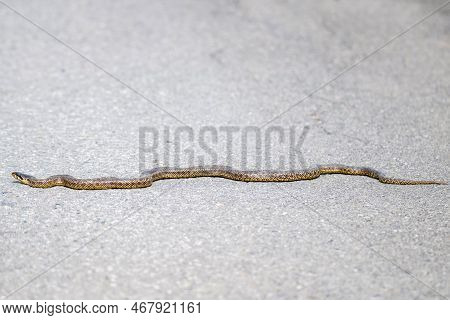 Close-up Of Blotched Snake Or Elaphe Sauromates On Asphalt Road