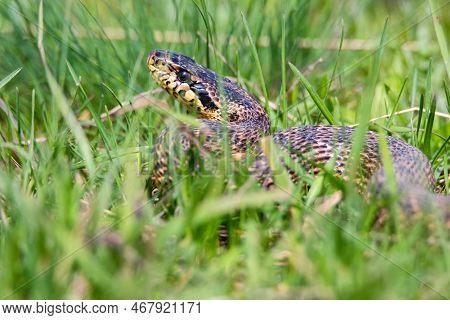 Close-up Of Blotched Snake Or Elaphe Sauromates In Grass
