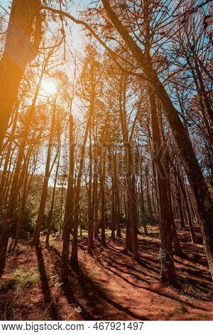 Beautifful View Of Araucaria Angustifolia Trees In Campos Do Jordao